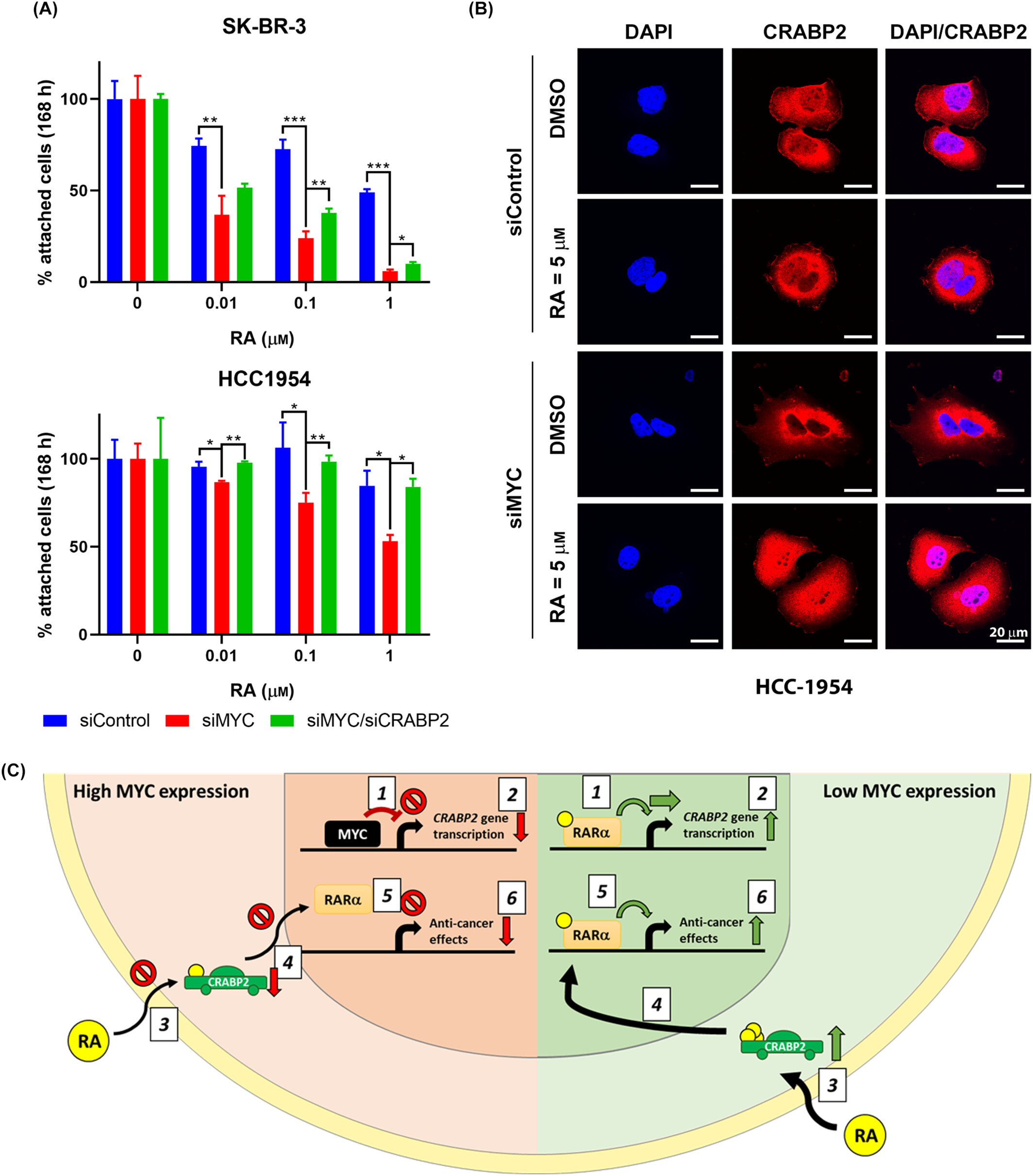 The FEBS Journal 2024 - MYC and Retinoic Acid Resistance