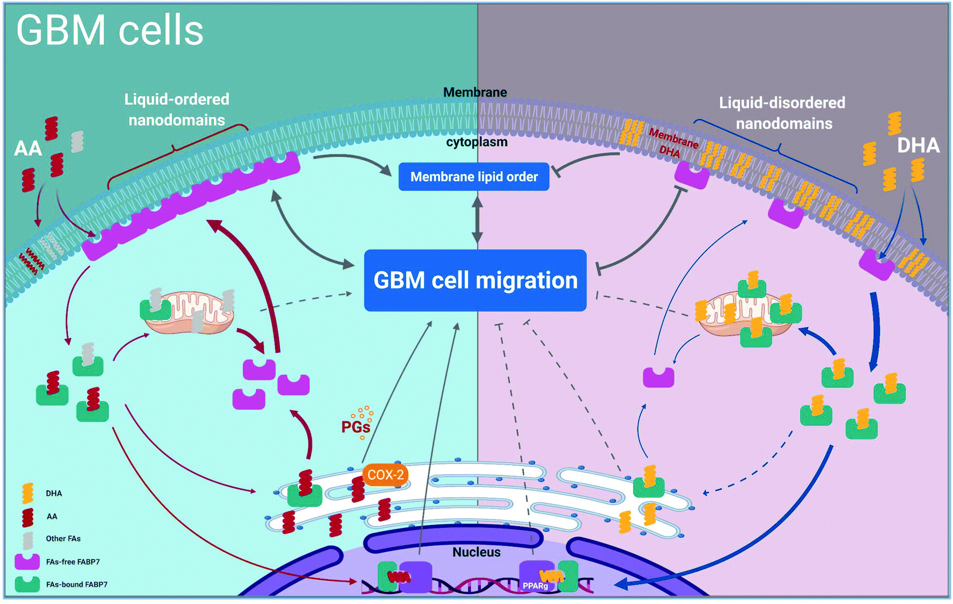 Nanoscale 2021 - GBM Cell Migration
