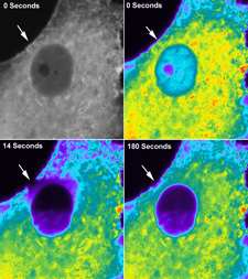 Actin filament structure visualization