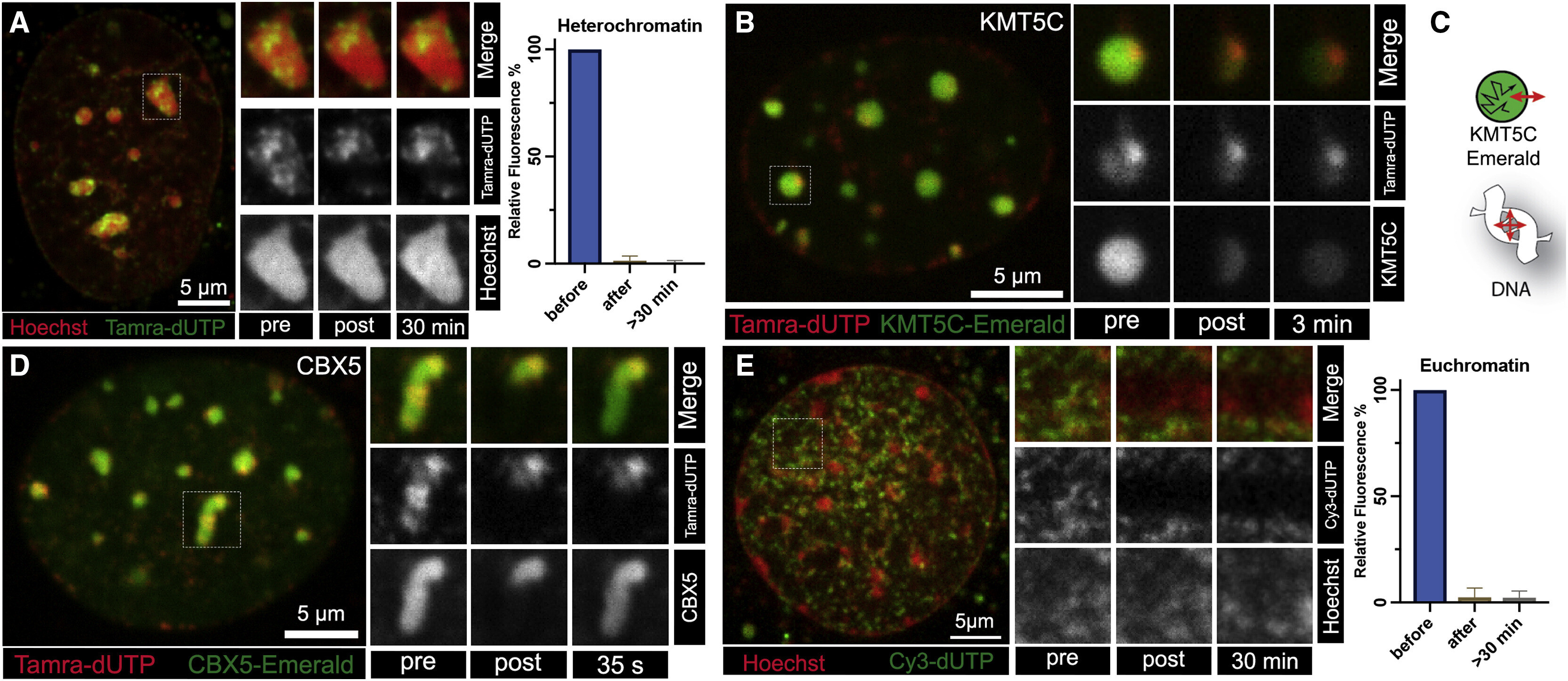 Cell 2020 - Chromatin Gel Phase