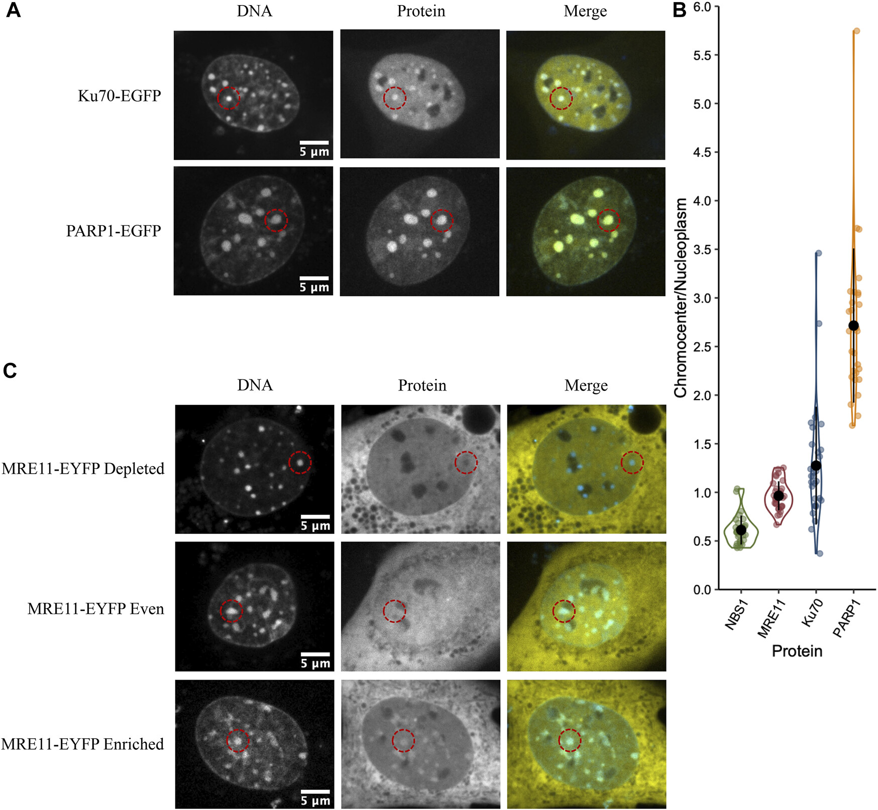 Frontiers in Genetics 2022 - DNA Repair Foci