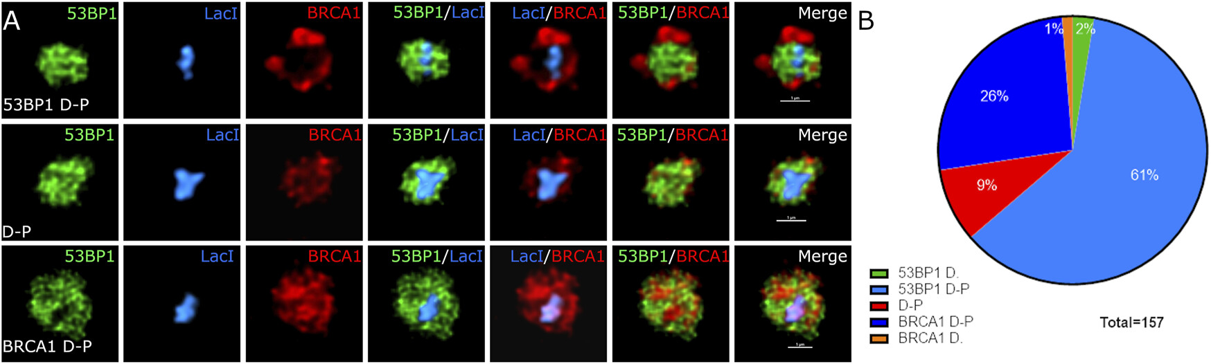 Frontiers in Genetics 2022 - Heterochromatin Accessibility